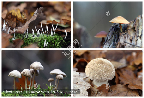 蘑菇森林