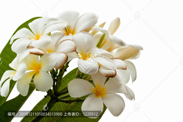 美麗的春天的花朵