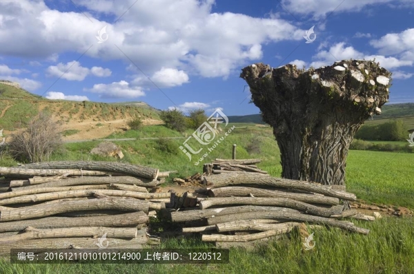被砍倒的樹(shù)