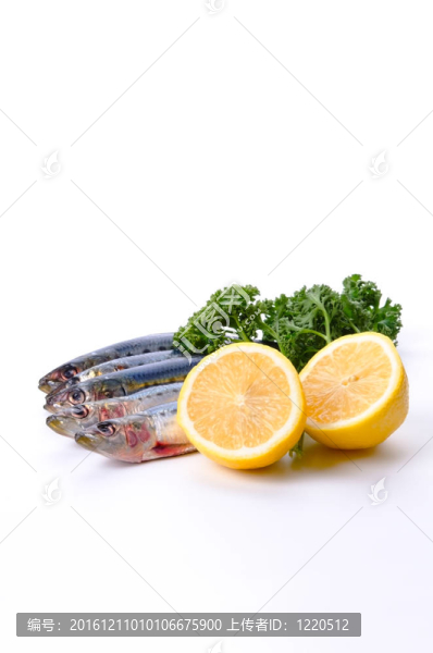 沙丁魚(yú)