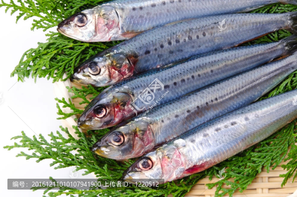 沙丁魚