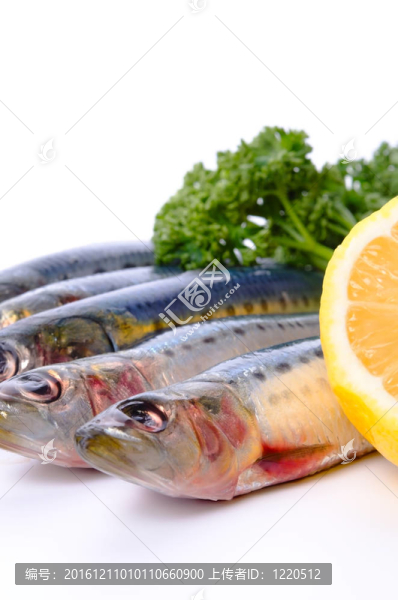 沙丁魚