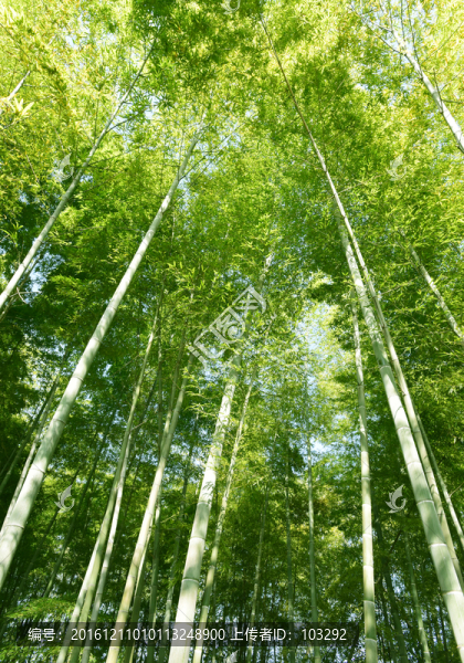 毛竹,竹林