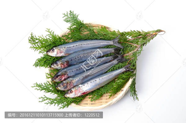 沙丁魚