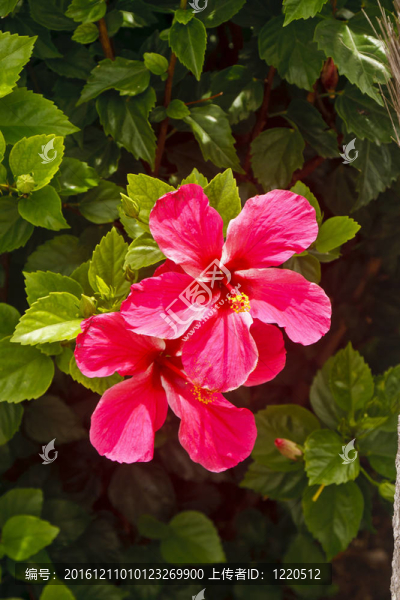 兩個(gè)紅色的芙蓉花