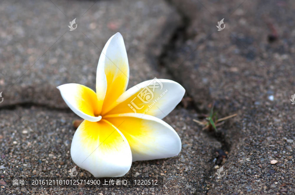 熱帶花卉雞蛋花磚