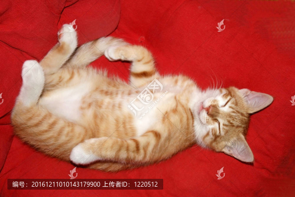 睡眠