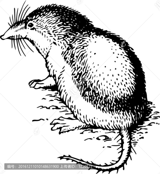 嚙齒類動物diplomesodon