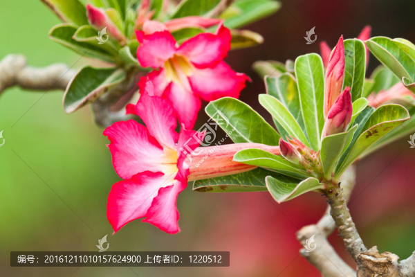 粉紅黑斑羚百合特寫