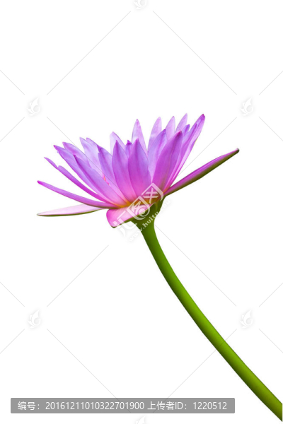 粉紅蓮花伴枝