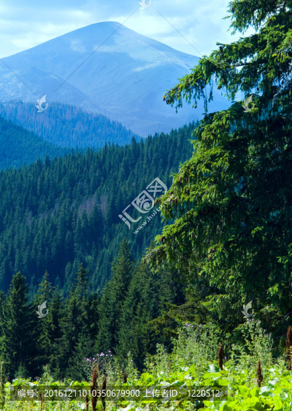 夏山景觀
