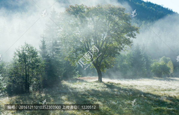 晨霧秋色山景觀