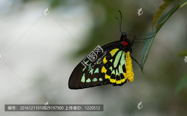 雄性綠鳥翼蝶蝶棲息在葉