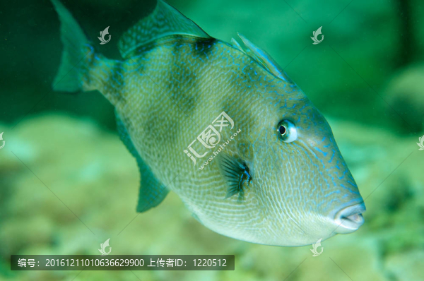 在珊瑚礁灰熱帶魚游泳。