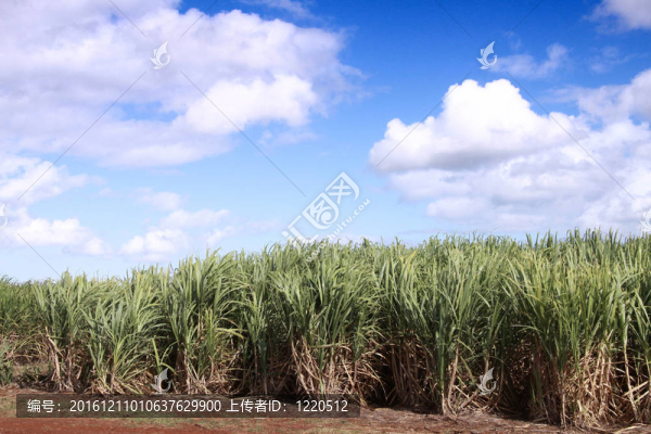 甘蔗植物