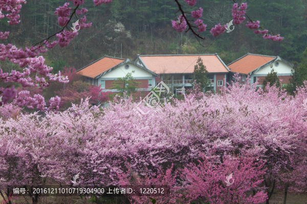 櫻花盛開