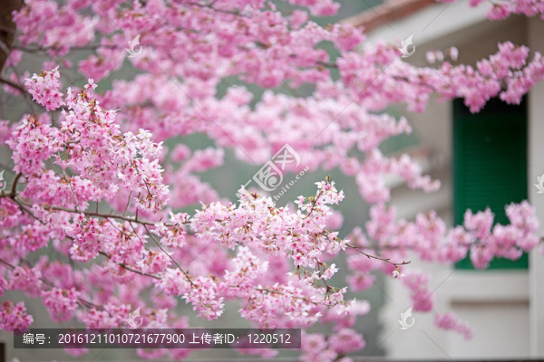 櫻花盛開(kāi)