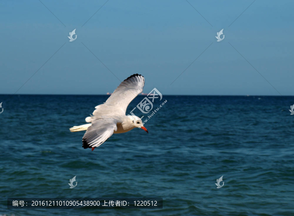 海鷗在藍色的海洋背景的飛行