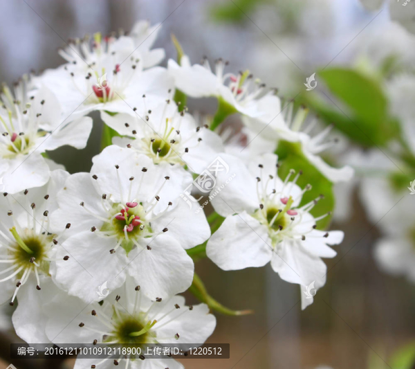 一種觀賞梨樹開(kāi)花與文本間宏觀特寫。