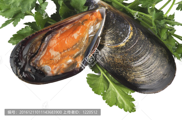 白底鮮蚌