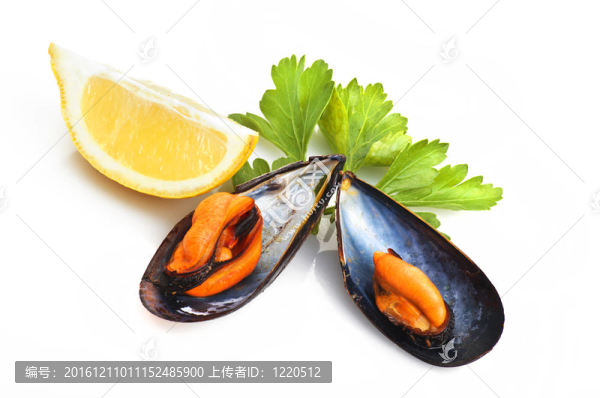 白底黑蚌