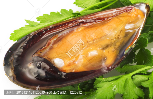 白底鮮蚌