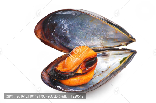 白底黑蚌