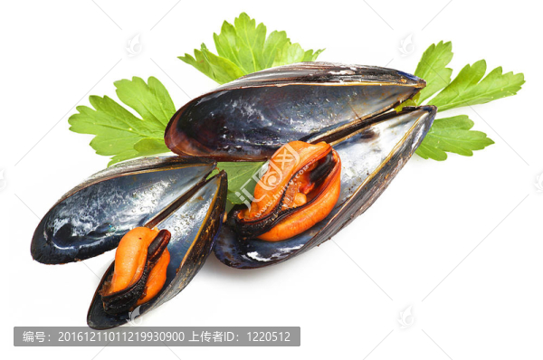 白底黑蚌
