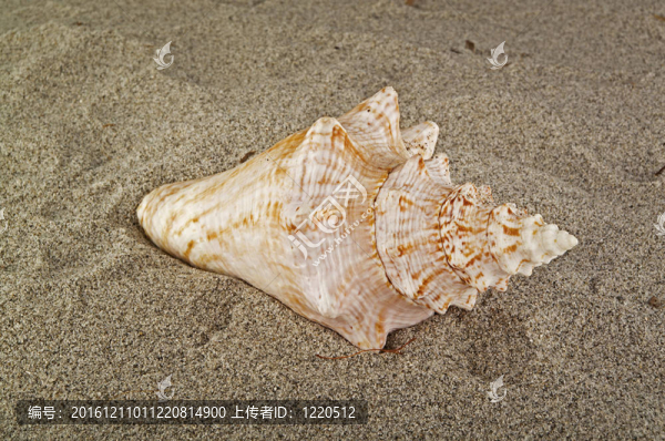 沙上熱帶殼