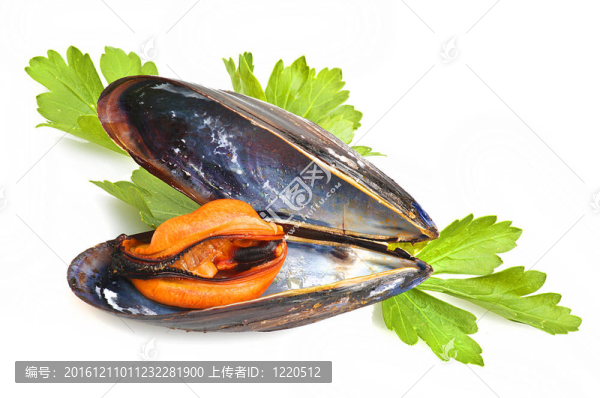 白底黑蚌
