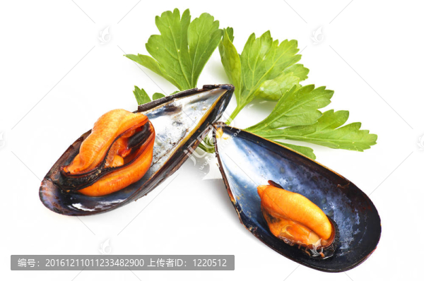 白底黑蚌