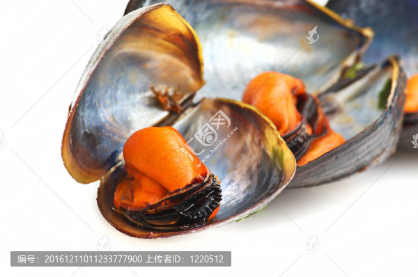 白底黑蚌