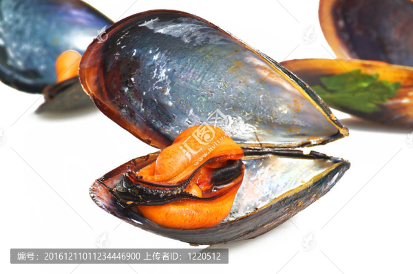 白底黑蚌