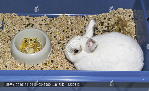 白色家兔與食物