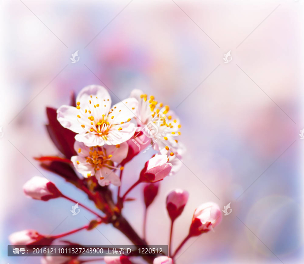 春天開花的果樹