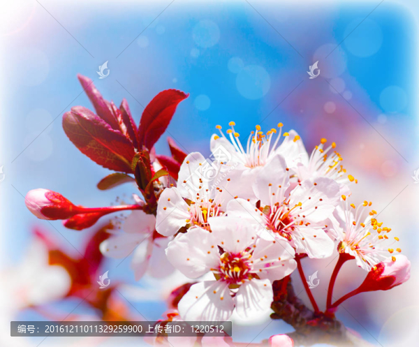 春天開(kāi)花的樹