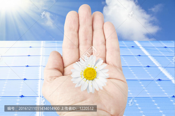手與雛菊花和太陽能電池板
