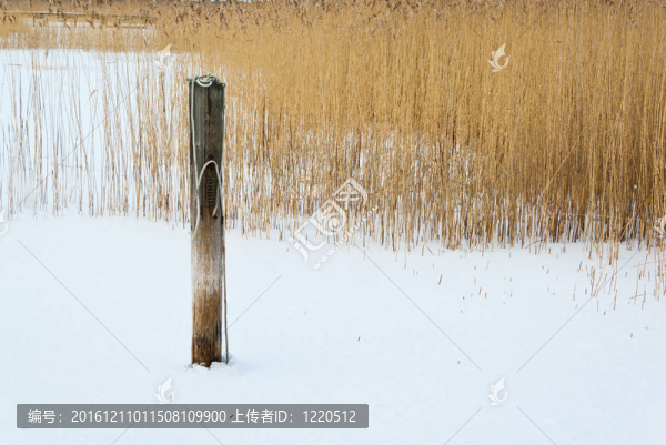 極雪