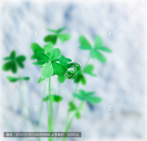 新鮮的三葉草
