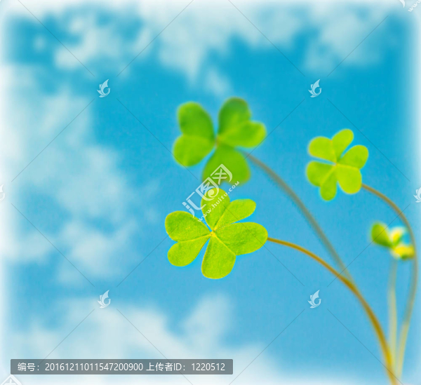 自然背景；空中三葉草