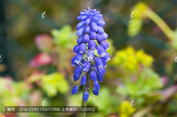 花園里的紫羅蘭花