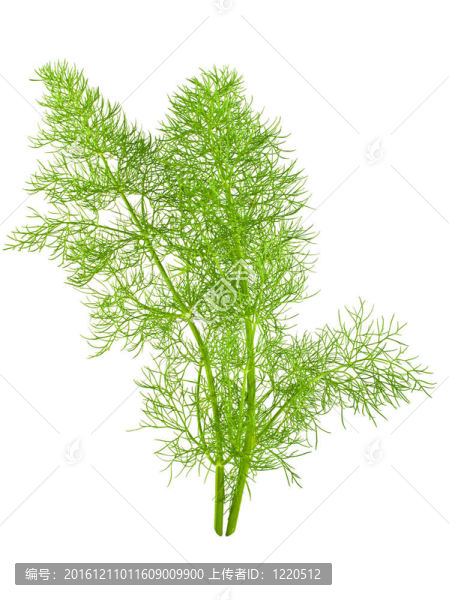 野生茴香特寫白色
