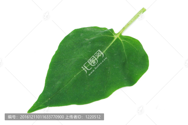 紫茉莉葉上的白色背景