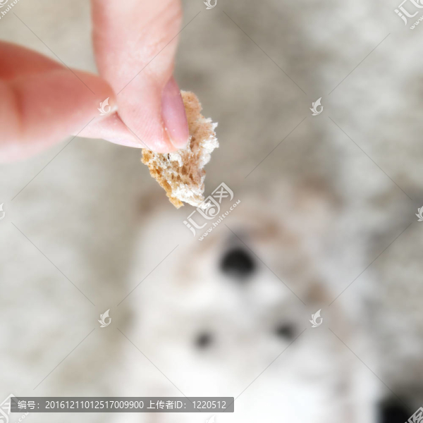 西部高地白梗