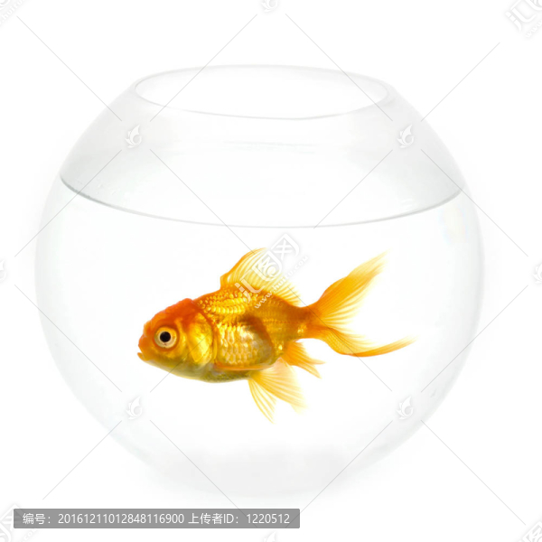 金魚在碗里