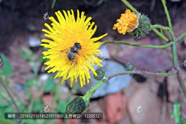 貓耳菊（Hypochaeris,radicata）