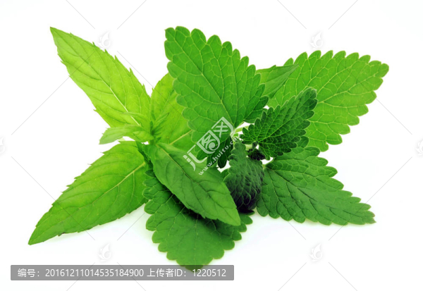梅利莎和薄荷