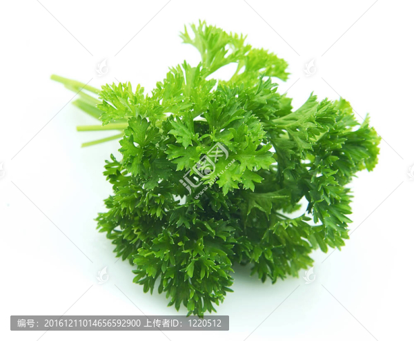 皺葉歐芹