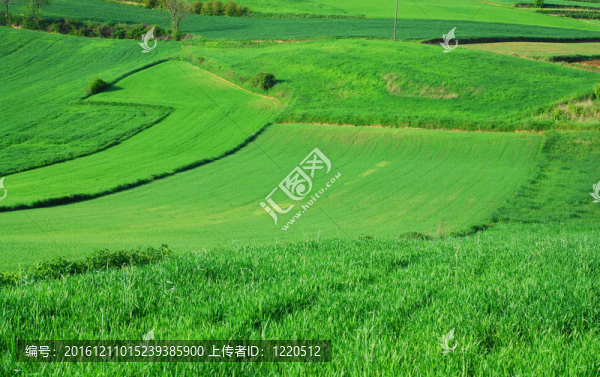 綠色的田野