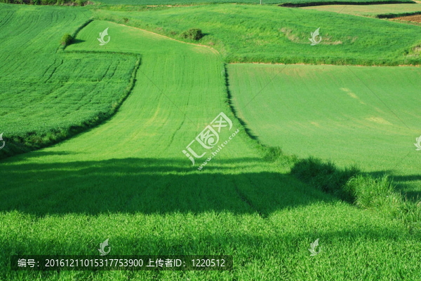 綠色的田野